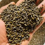 Cassia Tora Seeds