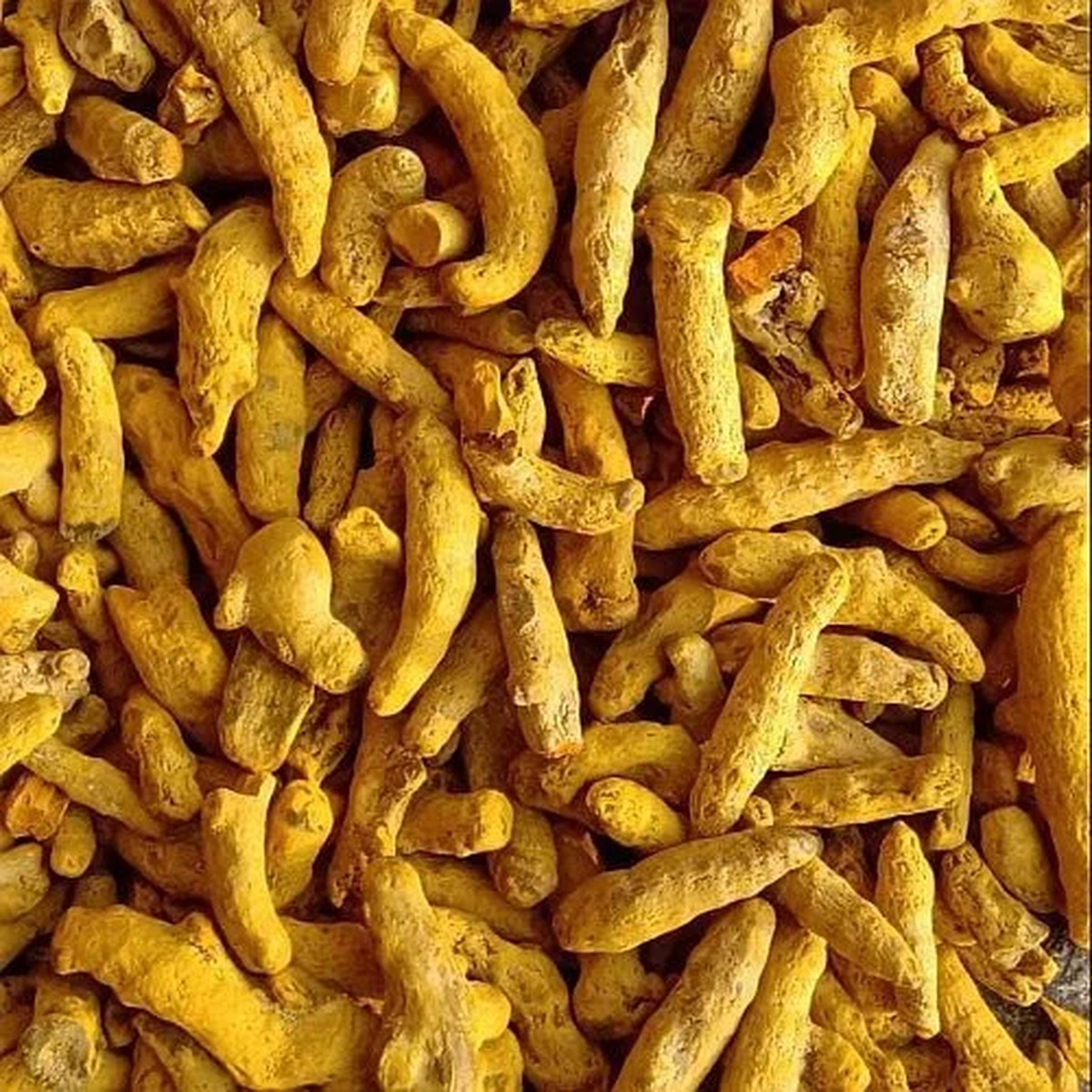 Double_Polished_Turmeric_Finger Dry Turmeric Finger - Image 1