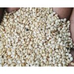 Natural Sesame Seeds