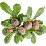 Shea Nuts